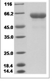 Human LRRTM2 Protein 14493