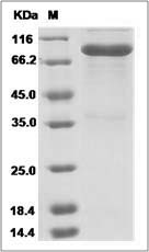 Human LAG3 / CD223 / Lymphocyte activation gene 3 Protein (Fc Tag)