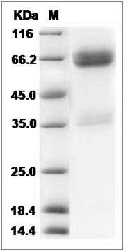 Cynomolgus LTBR / TNFRSF3 Protein (Fc Tag) SDS-PAGE
