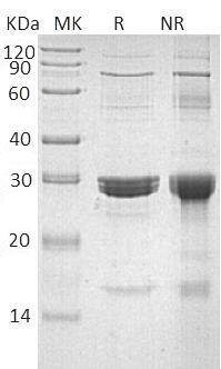 Human HAMP/HEPC/LEAP1/UNQ487/PRO1003 (GST tag) recombinant protein