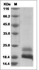 CDNF protein SDS-PAGE
