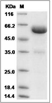 Cynomolgus Layilin / LAYN Protein (Fc Tag) SDS-PAGE