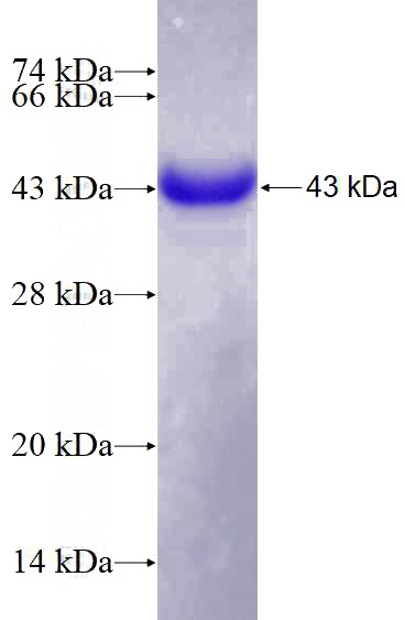 Recombinant Human AP1,JUN,P39 SDS-PAGE