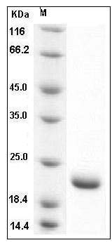 Human SUMO1 / SUMO-1 Protein (His Tag) SDS-PAGE