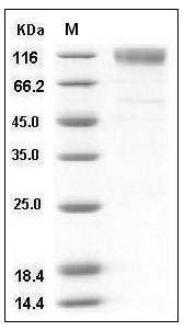 Mouse SCARB1 / CD36L1 / CLA-1 Protein (His & Fc Tag) SDS-PAGE
