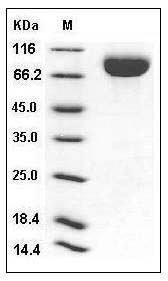 Human CD111 / Nectin-1 / PVRL1 Protein (Fc Tag) SDS-PAGE