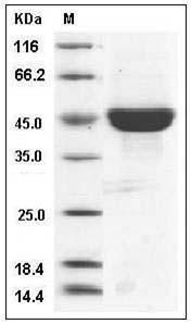 Human CD40L / CD154 / TNFSF5 Protein (Fc Tag) SDS-PAGE