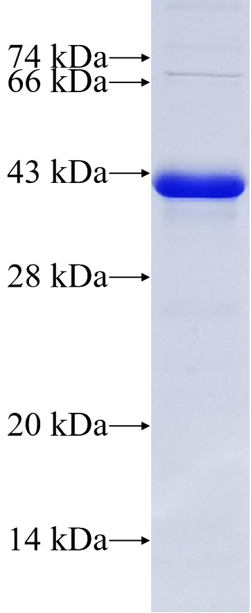 Recombinant human PR SDS-PAGE