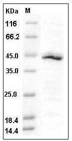 Human IDO1 / IDO Protein (His Tag) SDS-PAGE