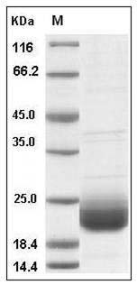 Human LAIR2 / CD306 Protein SDS-PAGE