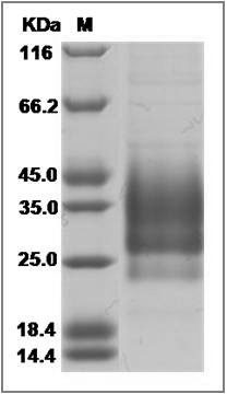 Mouse CD79A & CD79B Heterodimer Protein SDS-PAGE