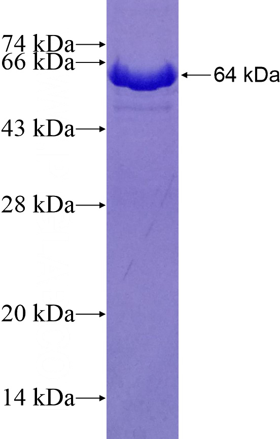 Recombinant Human HSPA13 SDS-PAGE
