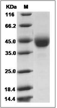 Human TSPAN31 Protein (Fc Tag) SDS-PAGE
