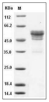 Mouse CD99 / PILR1 Protein (Fc Tag) SDS-PAGE