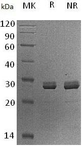 Human PDCD10/CCM3/TFAR15 recombinant protein