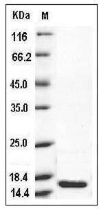 Canine TNF-alpha / TNFA / TNFSF1A Protein SDS-PAGE