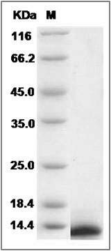 Human I-TAC / CXCL11 Protein SDS-PAGE