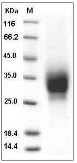 Mouse FAS / CD95 / APO-1 / TNFRSF6 Protein (His Tag) SDS-PAGE