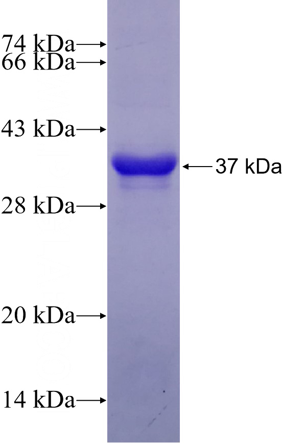 Recombinant Human ATPAF1 SDS-PAGE