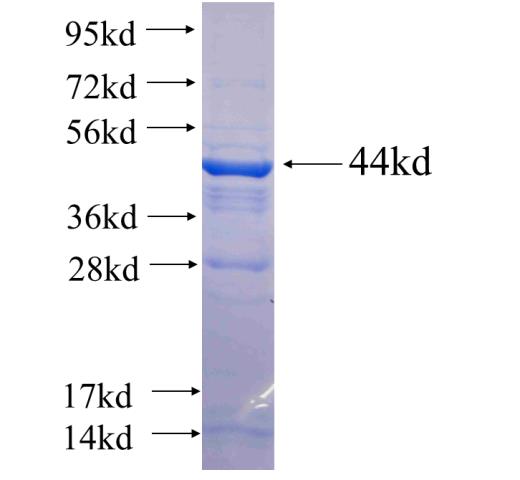 Recombinant human MVP SDS-PAGE