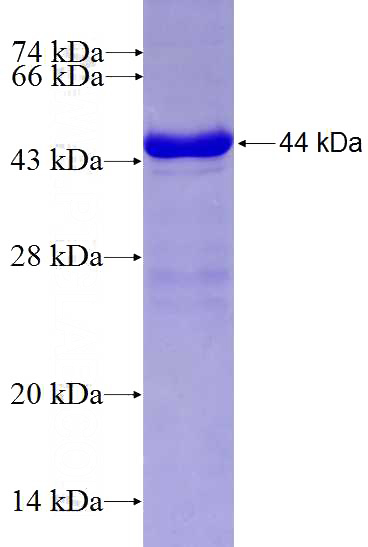 Recombinant Human CLPTM1 SDS-PAGE