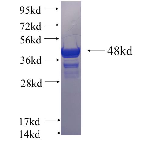 Recombinant human GBP5 SDS-PAGE