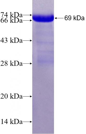 Recombinant Human KAP1 SDS-PAGE