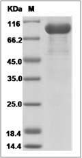 Mouse Osteoprotegerin / TNFRSF11B Protein (Fc Tag)