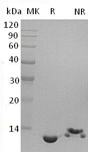 Mouse Ccl24/Scya24 recombinant protein