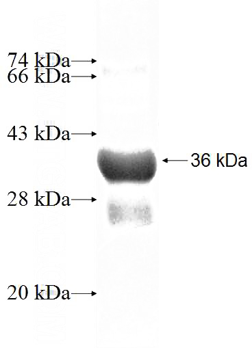 Recombinant Human CHURC1 SDS-PAGE