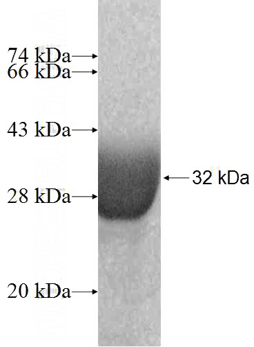 Recombinant Human KCTD5 SDS-PAGE