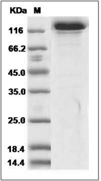 Human HER3 / ErbB3 Protein (Fc Tag) SDS-PAGE