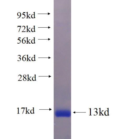 Recombinant human C4orf7 SDS-PAGE