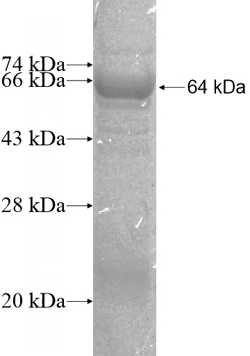 Recombinant Human SGIP1 SDS-PAGE