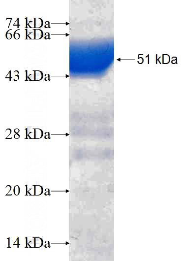Recombinant Human NAPSA SDS-PAGE