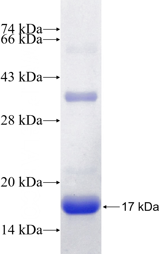 Recombinant Human GCDFP-15, PIP SDS-PAGE
