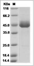 Canine CD3d / CD3 delta Protein (Fc Tag)