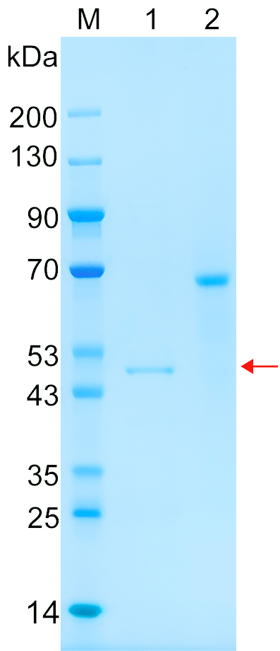 Recombinant TLR9 protein (His tag) SDS-PAGE