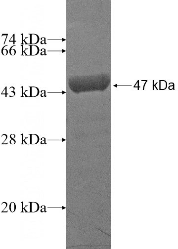Recombinant Human MAFB SDS-PAGE
