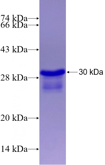 Recombinant Human RFXAP SDS-PAGE