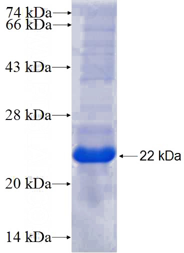 Recombinant Human SILV SDS-PAGE
