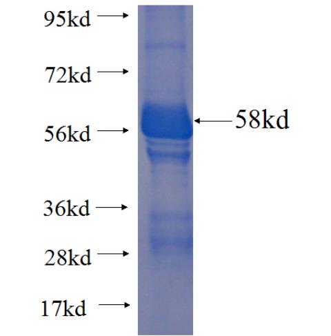 Recombinant human HLA-G SDS-PAGE