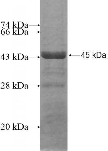 Recombinant Human PDCD2L SDS-PAGE