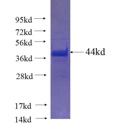Recombinant human EXTL1 SDS-PAGE