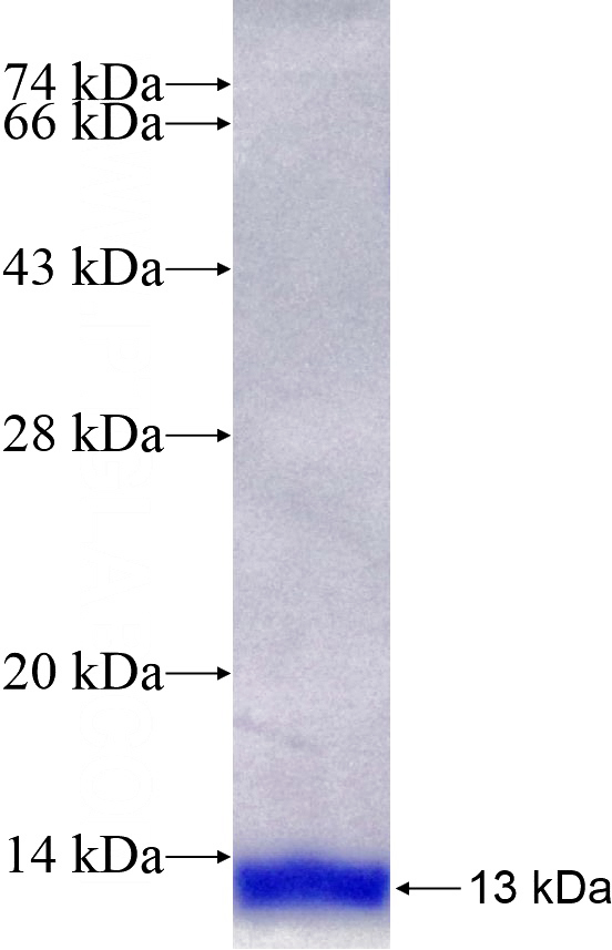Recombinant Human GTF2H5 SDS-PAGE