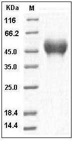 Human CD16a / FCGR3A Protein (176 Phe, His Tag) SDS-PAGE