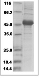 Human IL-23A Protein 14951