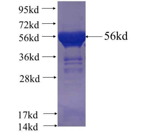 Recombinant human DHX38 SDS-PAGE