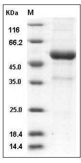 Mouse KLRB1F / NKR-P1F Protein (Fc Tag) SDS-PAGE