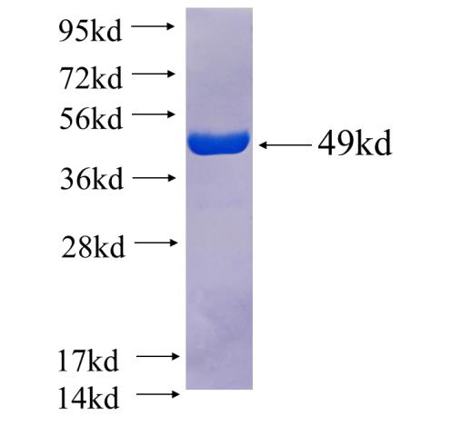 Recombinant Arabidopsis thaliana BIK1 SDS-PAGE